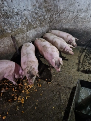 De vânzare porci între 120-150kg, 15 lei kg. - imagine 4