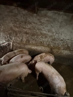 De vânzare porci între 120-150kg, 15 lei kg. - imagine 5