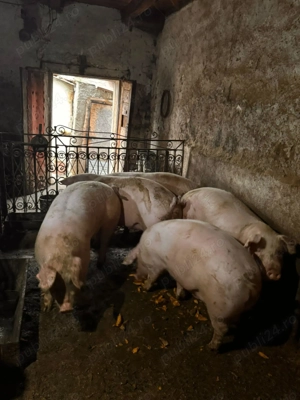 De vânzare porci între 120-150kg, 15 lei kg. - imagine 2