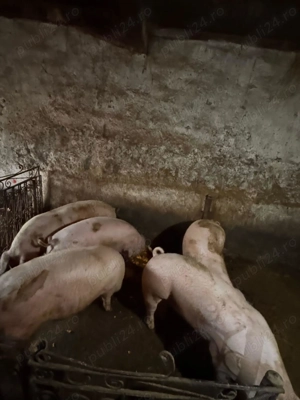 De vânzare porci între 120-150kg, 15 lei kg.
