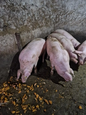 De vânzare porci între 120-150kg, 15 lei kg. - imagine 3