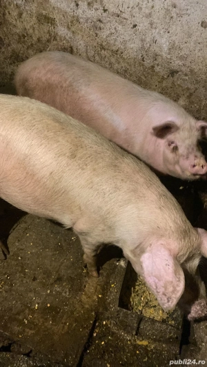 Vand porci - imagine 2