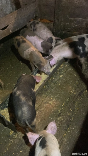 Vand porci - imagine 3