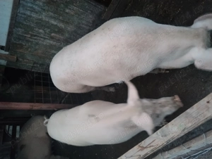 Vând porci - imagine 3