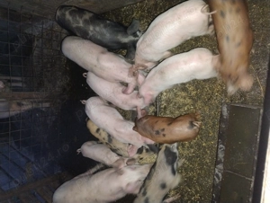 Vând porci - imagine 5