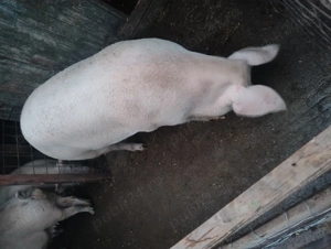 Vând porci - imagine 2