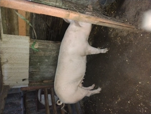 Vând porci - imagine 4