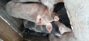 Porci de Vânzare  - imagine 4