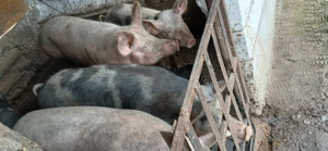 Porci de Vânzare  - imagine 3