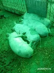 animale soldani - imagine 3