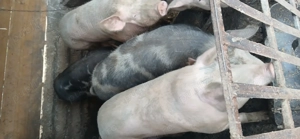 Porci de Vânzare  - imagine 5