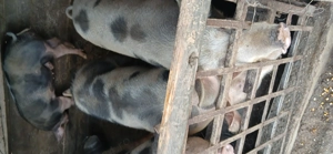 Porci de Vânzare  - imagine 2