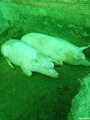 animale soldani - imagine 2