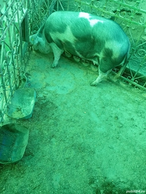 animale soldani - imagine 4