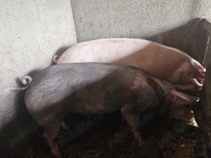 Vand porc de 170kg  - imagine 2