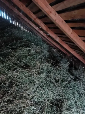 Vand lucerna vrac tinuta in pod Leordeni - imagine 2