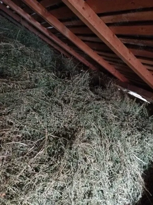 Vand lucerna vrac tinuta in pod Leordeni