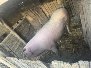 Vând porc carne 16lei kg - imagine 2