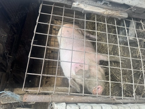 Vând porc carne 16lei kg