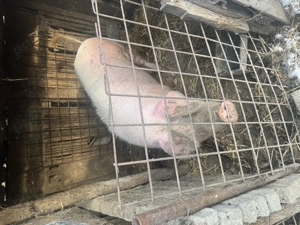 Vând porc carne 16lei kg - imagine 3