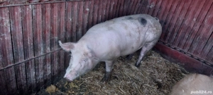 vand porci crescuti in propria gospodarie