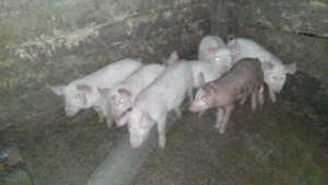 Purcei de vanzare 9 săptămâni 