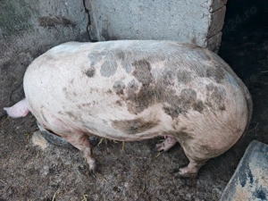 Porci Orodel Dolj Landras de carne