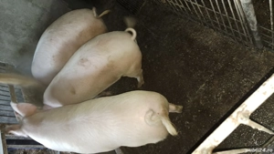 Vindem frumusei - imagine 2