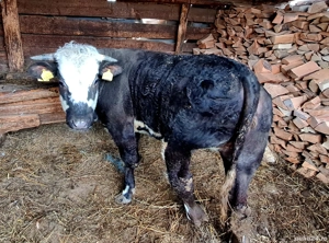 Vând vițea belga pentru sacrificare.