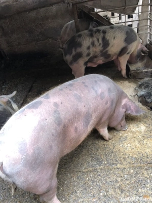 Porci de vanzare !  - imagine 2