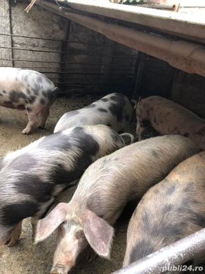 Porci de vanzare !  - imagine 4