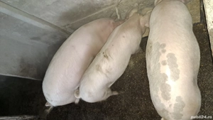 Vindem frumusei - imagine 3