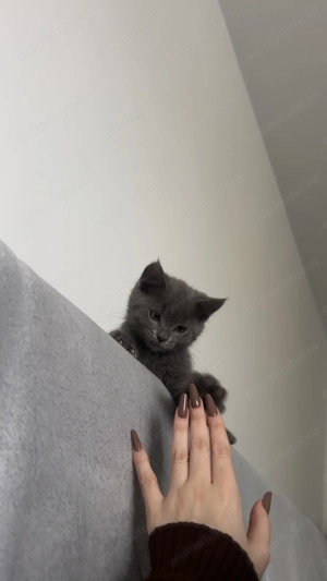 Puiuț British Short Hair 