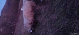 berbec mior - imagine 3