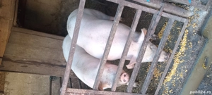 vind porci - imagine 2