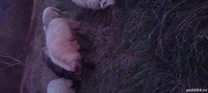 berbec mior - imagine 2