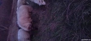 berbec mior - imagine 4