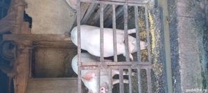 vind porci - imagine 3