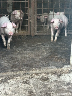 pureci de vanzare - imagine 3