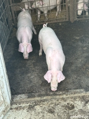 pureci de vanzare - imagine 2