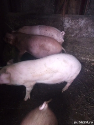 vând purcei pentru detalii sunați la numărul de telefon    - imagine 2