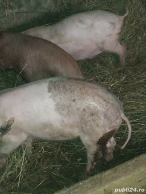 vând purcei pentru detalii sunați la numărul de telefon   