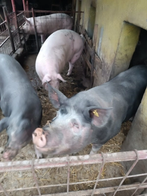 Porci de vînzare 