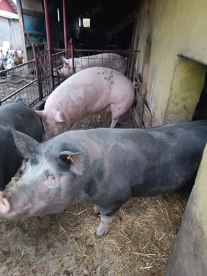 Porci de vînzare  - imagine 3