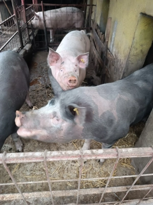 Porci de vînzare  - imagine 2