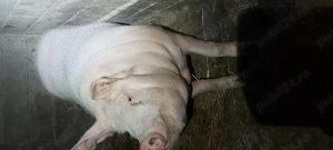 Porci de vânzare. Landras cu marele alb 