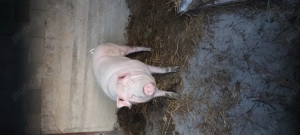 Porci de vânzare. Landras cu marele alb  - imagine 5
