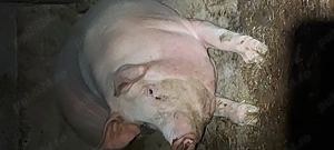 Porci de vânzare. Landras cu marele alb  - imagine 2