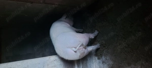 Porci de vânzare. Landras cu marele alb  - imagine 3