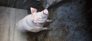 Porci de vânzare. Landras cu marele alb  - imagine 4